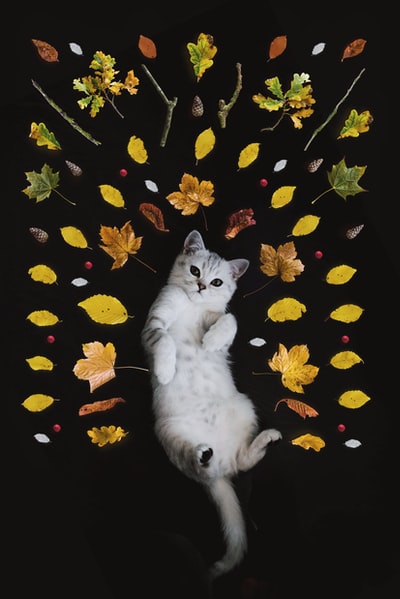 被树叶包围的银斑猫